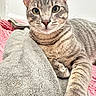 cat, tabby, pet, animal, feline, closeup, relaxed, towel, blanket, indoor, whiskers, ears, fur, paws, laying, resting, curious, eyes, face, portrait
