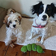 Molly Et Socks participe au concours pour gagner de l'argent avec cette photo : dog, puppy, pet, indoor, floor, toy, bone, plush_toy, white_rug, wooden_floor, collar, curly_fur, black_and_white, brown_fur, cute, small_dog, looking_up, animal, companion, domestic