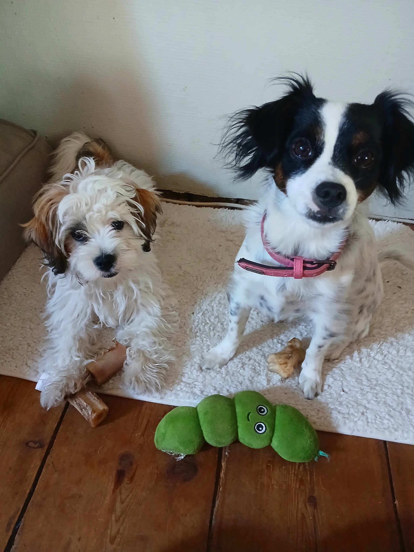 Molly Et Socks participe au concours pour gagner de l'argent avec cette photo : dog, puppy, pet, indoor, floor, toy, bone, plush_toy, white_rug, wooden_floor, collar, curly_fur, black_and_white, brown_fur, cute, small_dog, looking_up, animal, companion, domestic