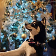Lucky joined the competition — help win amazing prizes! animal, black_and_white, blurred_background, bow_tie, celebration, christmas, christmas_tree, cute, decorations, dog, festive, fur, holiday, home, indoor, ornaments, pet, puppy, table, wood_floor