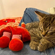 Atlas participe au concours pour gagner de l'argent avec cette photo : bedroom, blanket, cat, close_up, cozy, cute, fur, indoor, jeans, kitten, nap, paws, pet, plush_toy, resting, sleeping, stuffed_toy, tabby, textile, whiskers
