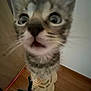 Atlas participe au concours pour gagner de l'argent avec cette photo : blurry, cat, close_up, curious, domestic_animal, ears, feather_toy, fuzzy, indoor, kitten, motion_blur, mouth, nose, pet, portrait, surprised, toy, whiskers, wide_eyes, wooden_floor