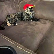 Princess Goldie is registered to the contest to win money with this photo: accessory, animal, brown, cat, collar, couch, cute, domestic, feline, fur, hat, indoor, pet, red_hat, relaxed, resting, tag, tortoiseshell, whiskers, yellow_bow