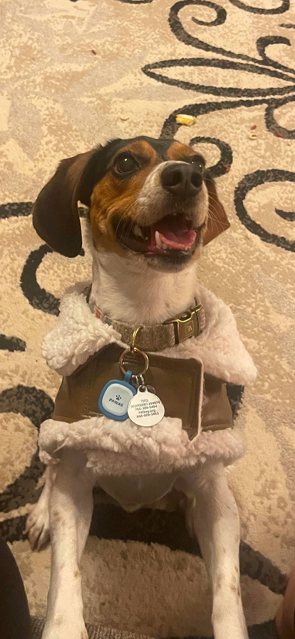 Tito joined the competition — help win amazing prizes! carnivore, collar, companion_dog, dog, dog_breed, dog_clothes, dog_collar, dog_supply, eyewear, fashion_accessory, fawn, fur, leash, personal_protective_equipment, pet_supply, smile, snout, sporting_group, whiskers, working_animal