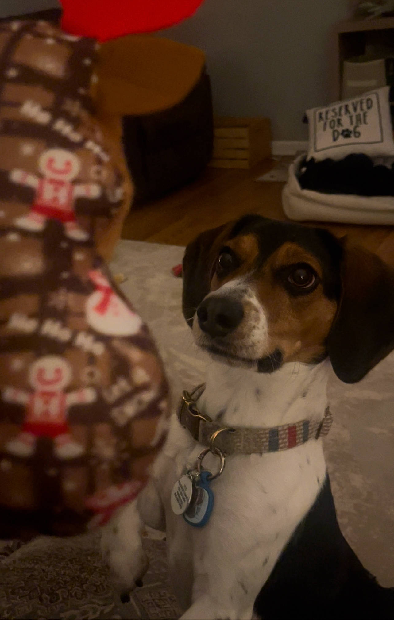 Tito is registered to the contest to win money with this photo: canidae, carnivore, collar, companion_dog, dog, dog_breed, dog_collar, dog_supply, fawn, fur, leash, non_sporting_group, picture_frame, snout, sporting_group, whiskers, working_animal, working_dog