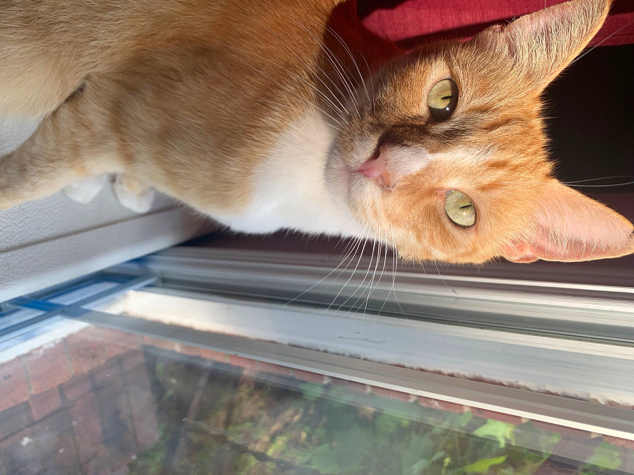 Lemmy joined the competition — help win amazing prizes! carnivore, cat, claw, domestic_short_haired_cat, fawn, felidae, flooring, fur, paw, small_to_medium_sized_cats, snout, tail, whiskers, window, windshield, wood