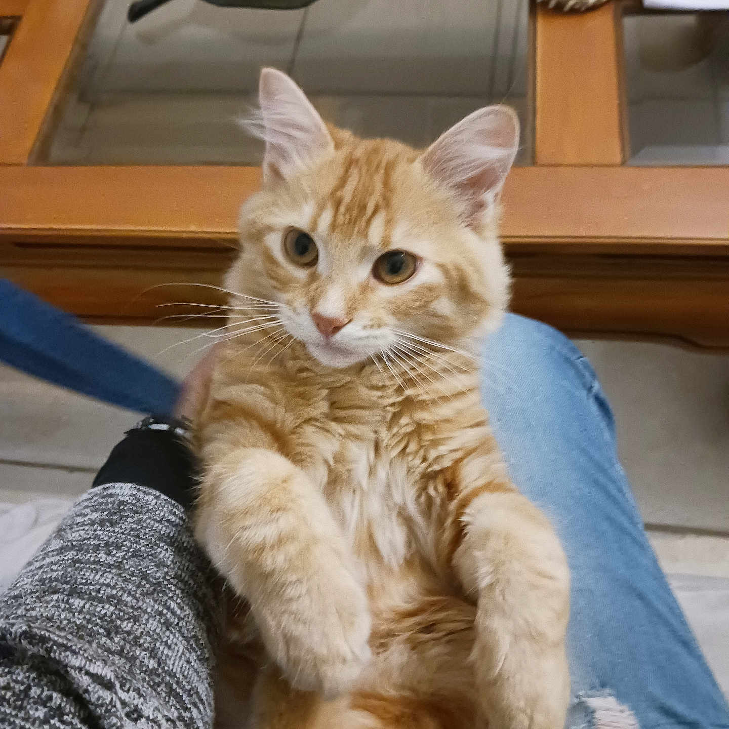 Topaze participe au concours pour gagner de l'argent avec cette photo : abyssinian, animal, architecture, building, candle, cat, clothing, couch, furniture, hardwood, indoors, kitten, livingroom, manx, person, pet, plywood, room, shelf, wood