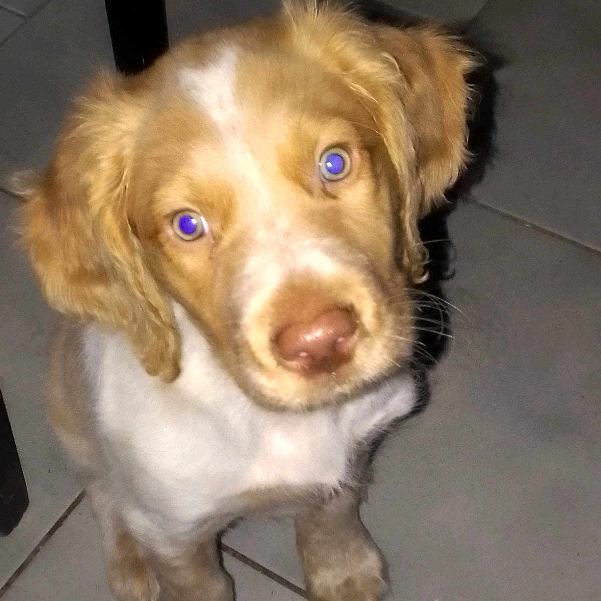 Pilou participe au concours pour gagner de l'argent avec cette photo : accessories, animal, beagle, canine, cockerspaniel, dog, face, goldenretriever, head, hound, husky, labradorretriever, person, pet, photography, poodle, portrait, puppy, snout, strap