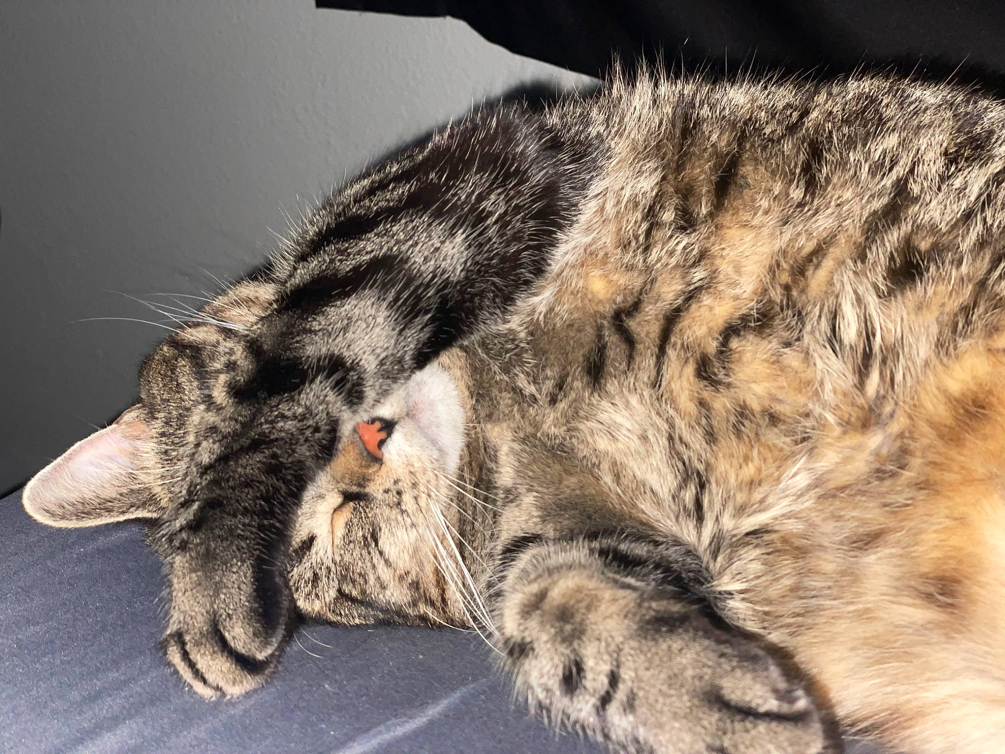Beepbeep is registered to the contest to win money with this photo: carnivore, cat, claw, domestic_short_haired_cat, eye, felidae, fur, paw, sleep, small_to_medium_sized_cats, snout, tail, terrestrial_animal, whiskers, wildlife