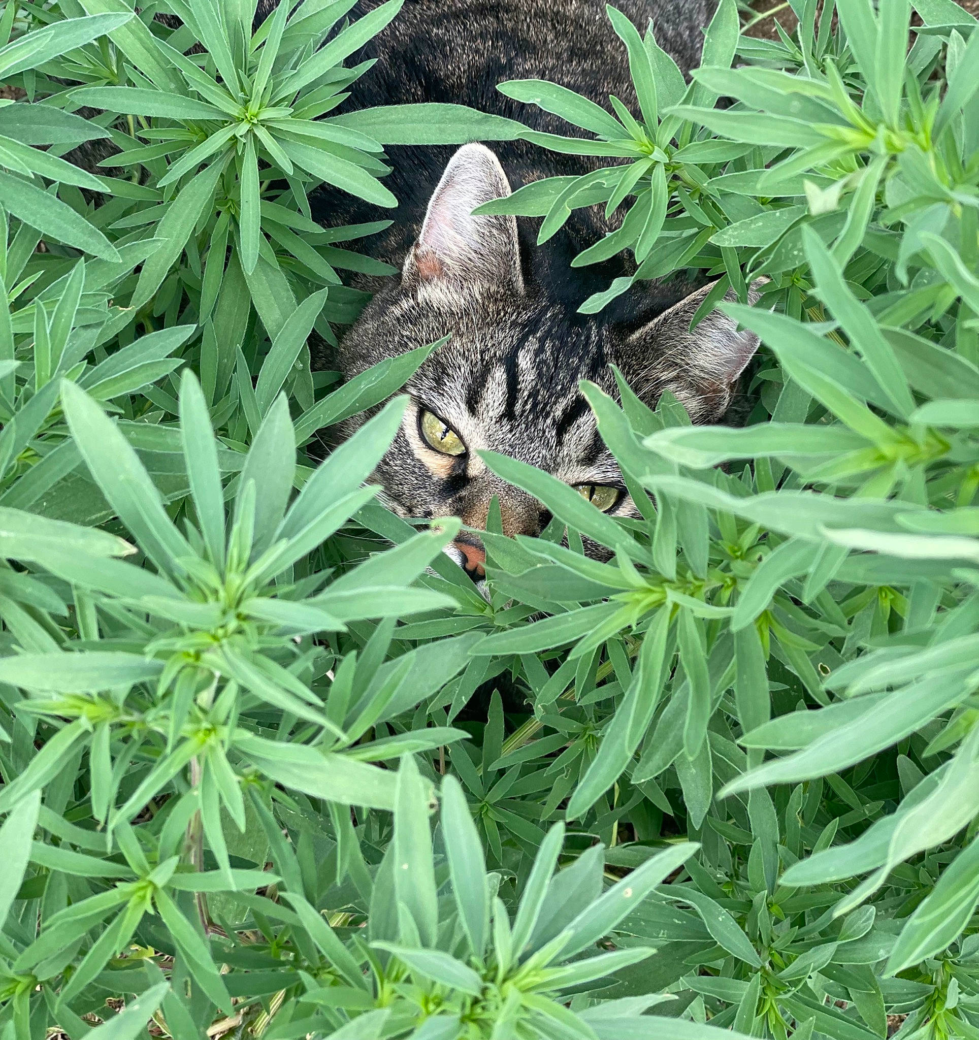 Beepbeep joined the competition — help win amazing prizes! arthropod, botany, butterfly, flowering_plant, grass, grass_family, groundcover, herbaceous_plant, insect, moths_and_butterflies, organism, pattern, plant, plant_community, pollinator, shrub, subshrub, terrestrial_animal, terrestrial_plant, wildlife