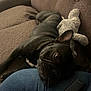 Tito is registered to the contest to win money with this photo: dog, black_dog, couch, plush_toy, remote_control, denim, lap, resting, relaxing, indoor, pet, fur, companion, brown_couch, home, cozy, casual, comfort, animal, domestic