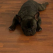 Tito is registered to the contest to win money with this photo: dog, french_bulldog, black_dog, pet, animal, floor, wooden_floor, indoor, laying_down, resting, cute, ears, paws, canine, looking_at_camera, domestic_animal, companion, flat_lay, brown_tone, relaxed