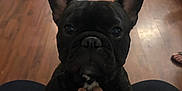Tito joined the competition — help win amazing prizes! dog, french_bulldog, black_dog, pet, indoor, wooden_floor, hand, person, furniture, home, floor, close_up, animal, companion, canine, paw, scratching, cute, attention, portrait