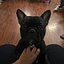 dog, french_bulldog, black_dog, pet, indoor, wooden_floor, hand, person, furniture, home, floor, close_up, animal, companion, canine, paw, scratching, cute, attention, portrait