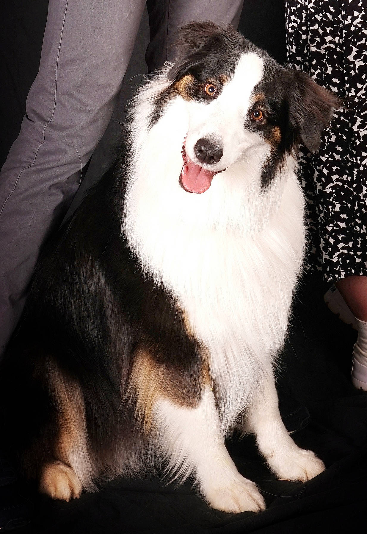 Savane a rejoint le concours — aidez-le/la à gagner de superbes lots ! ancient_dog_breeds, canidae, carnivore, companion_dog, dog, dog_breed, fang, fur, herding_dog, non_sporting_group, sandal, snout, sporting_group, terrestrial_animal, whiskers, working_dog