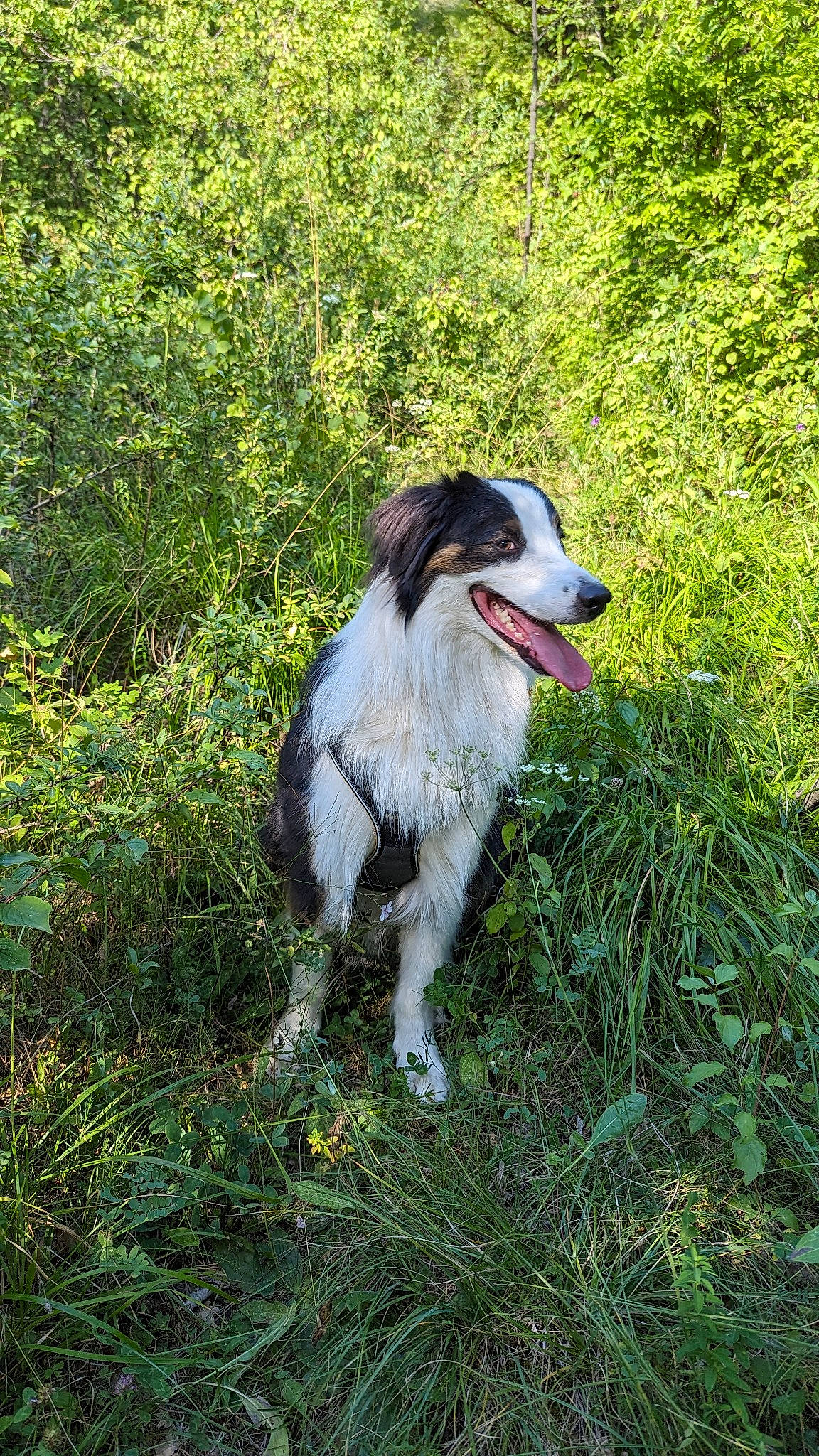 Savane a rejoint le concours — aidez-le/la à gagner de superbes lots ! border_collie, canidae, carnivore, companion_dog, dog, dog_breed, grass, herding_dog, plant, sporting_group, terrestrial_animal, tree, working_dog