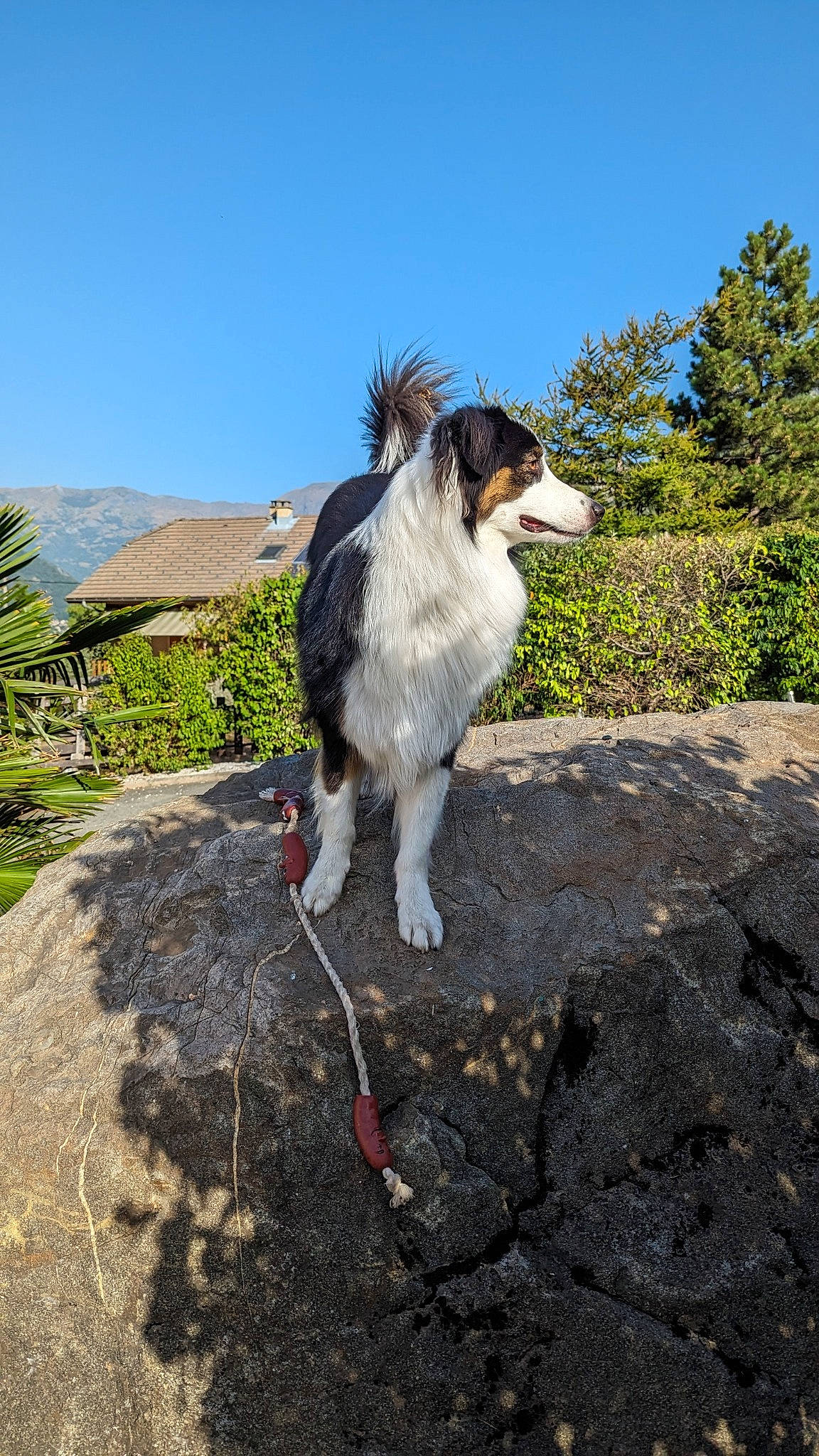 Savane participe au concours pour gagner de l'argent avec cette photo : adventure, canidae, carnivore, companion_dog, dog, dog_breed, dog_supply, grass, landscape, leisure, plant, rock, sky, soil, sporting_group, tail, tree, walking, working_animal, working_dog