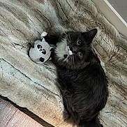 Ares joined the competition — help win amazing prizes! cat, black_and_white_cat, plush_toy, raccoon_toy, red_toy, blanket, plush_blanket, floor, wooden_floor, indoor, pet, fur, whiskers, tail, relaxed, cozy, cute, animal, domestic_cat, toy