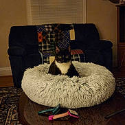 Mittens joined the competition — help win amazing prizes! cat, tuxedo_cat, pet_bed, fluffy_bed, wooden_table, living_room, couch, patchwork_blanket, clock, rug, cat_brush, grooming_tools, indoor, animal, feline, domestic_cat, fur, eyes, sitting, furniture