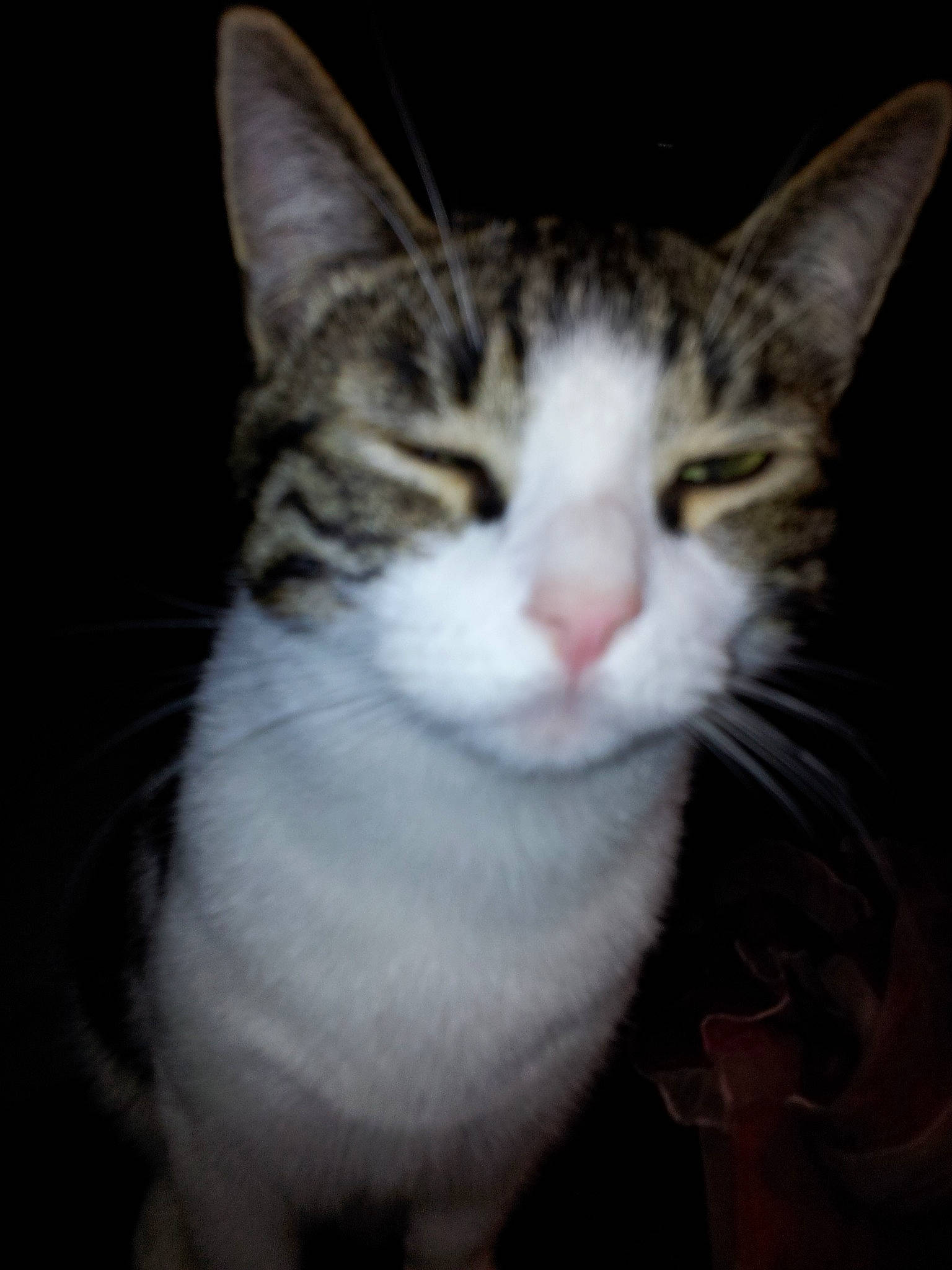 Bouchon participe au concours pour gagner de l'argent avec cette photo : aegean_cat, american_shorthair, american_wirehair, asian, carnivore, cat, domestic_short_haired_cat, european_shorthair, eye, felidae, fur, kitten, mammal, nose, polydactyl_cat, small_to_medium_sized_cats, snout, tabby_cat, whiskers