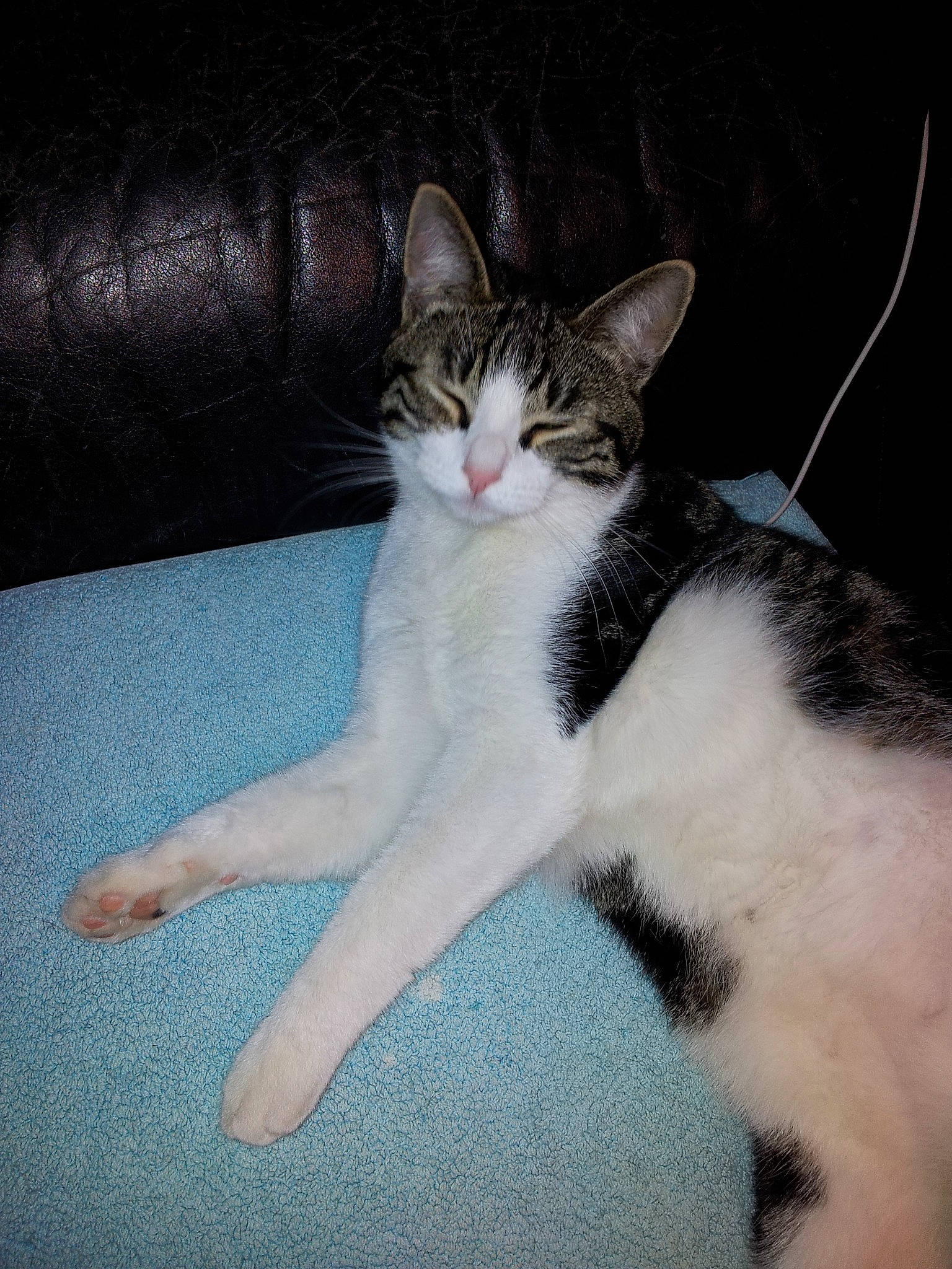 Bouchon participe au concours pour gagner de l'argent avec cette photo : aegean_cat, american_wirehair, asian, carnivore, cat, domestic_short_haired_cat, european_shorthair, felidae, fur, kitten, leg, mammal, paw, polydactyl_cat, small_to_medium_sized_cats, tail, whiskers