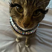 Kitty joined the competition — help win amazing prizes! animal, bed, cat, close_up, collar, cute, domestic_cat, eyes, fake_eyelashes, feline, funny, fur, glamorous, indoor, nose, pet, portrait, rhinestones, tabby_cat, whiskers