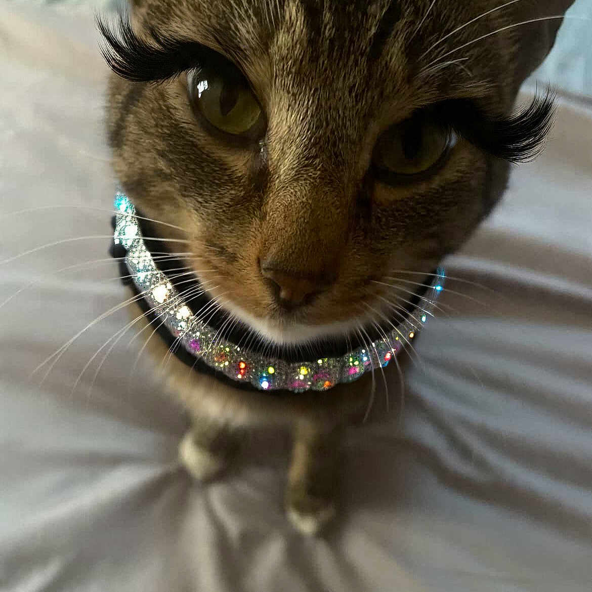 Kitty