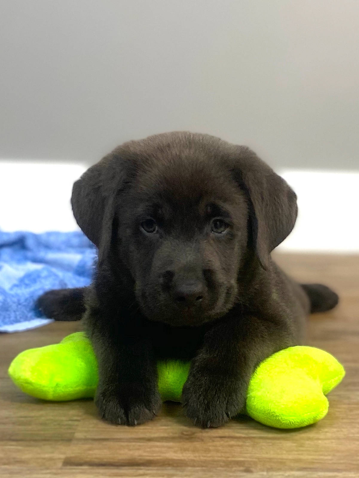 Kane joined the competition — help win amazing prizes! ball, canidae, carnivore, companion_dog, dog, dog_breed, dog_supply, dog_toy, flooring, hardwood, liver, snout, sporting_group, sports_toy, tennis_ball, tennis_equipment, terrestrial_animal, whiskers, wood, working_animal