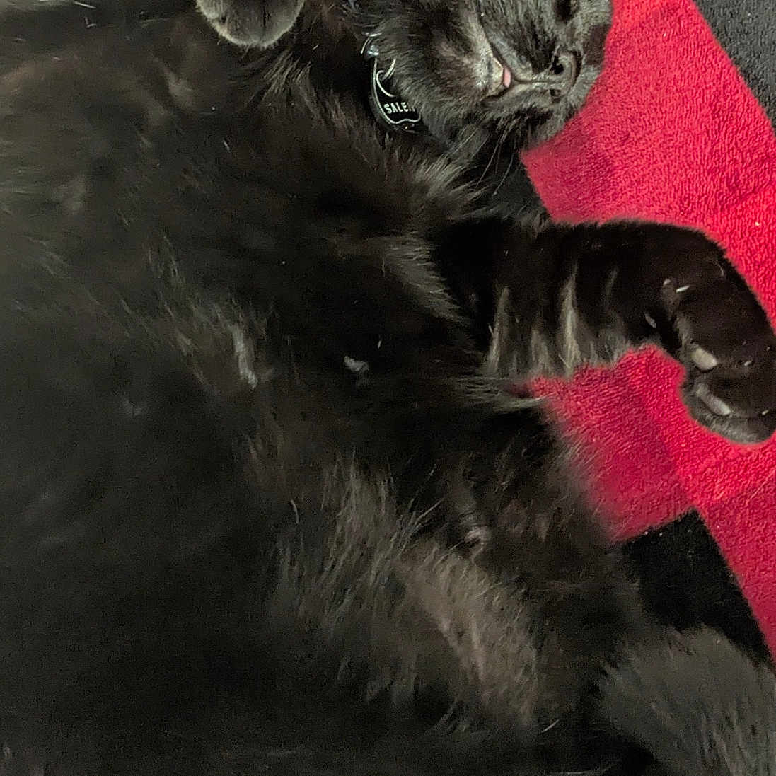 Salem Lane joined the competition — help win amazing prizes! animal, black, black_cat, blanket, cat, collar, cute, domestic_cat, fur, furry, indoor, mammal, paw, pet, red, relaxed, resting, sleeping, tongue_out, whiskers