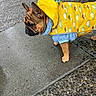 dog, french_bulldog, puppy, raincoat, yellow, rainbow, clouds, leash, sidewalk, wet, outdoor, pet, canine, curious, small_dog, walking, pavement, animal, rainy_day, cute