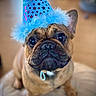 Kaya is registered to the contest to win money with this photo: dog, french_bulldog, party_hat, blue_hat, pet, cute, animal, indoor, close_up, portrait, celebration, costume, adorable, brown_dog, fluffy, pet_accessory, looking_up, sitting, companion, domestic_animal