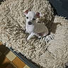 puppy, dog, white_dog, small_dog, sitting, pet, animal, fluffy_bed, pet_bed, beige, indoors, home, kitchen, checkered_floor, tile_floor, portrait, looking_at_camera, cute, ears, black_nose