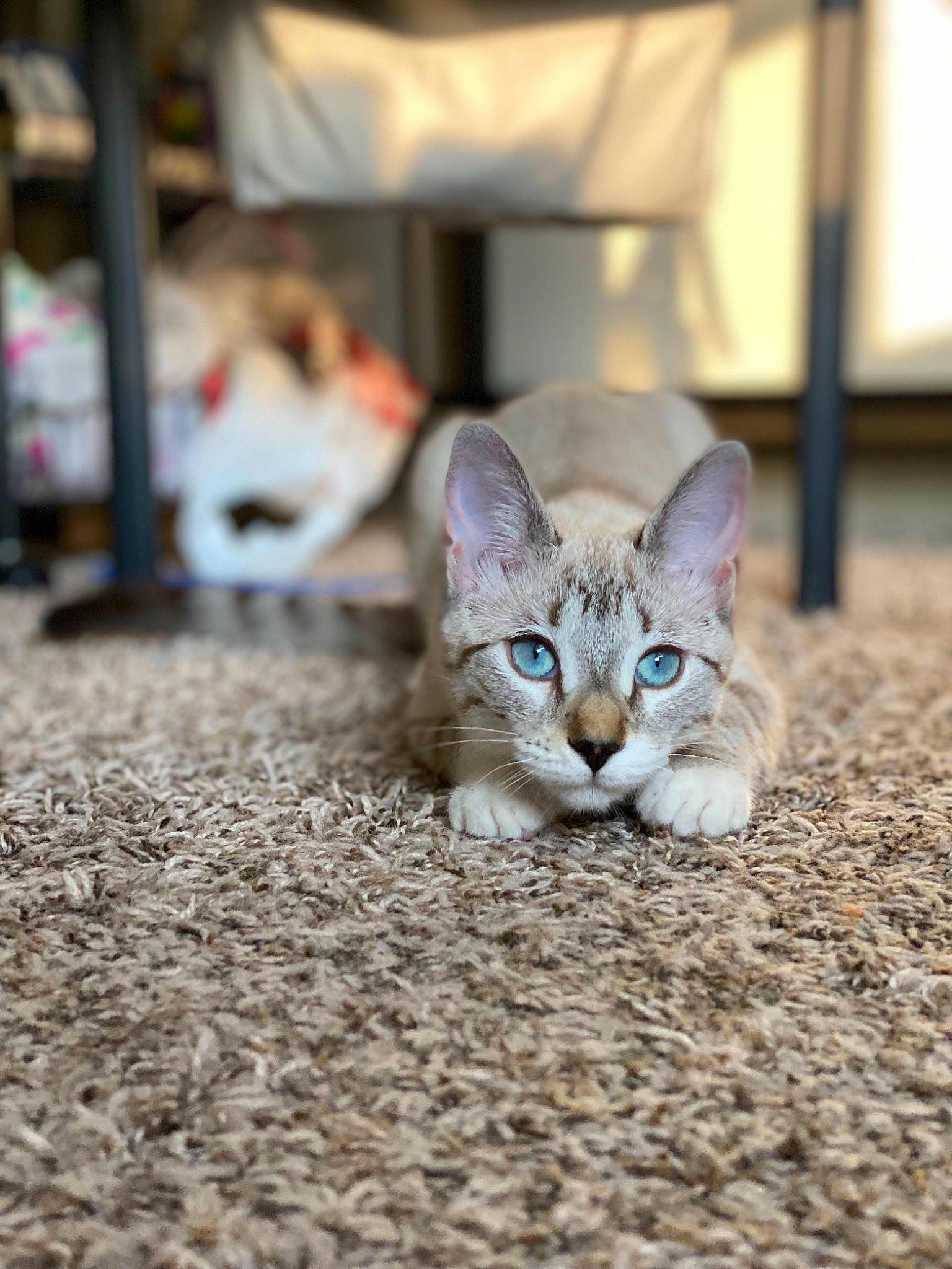 Izzy joined the competition — help win amazing prizes! art, carnivore, cat, city, domestic_short_haired_cat, eye, fawn, felidae, fur, grass, paw, road_surface, sand, small_to_medium_sized_cats, snout, soil, tail, terrestrial_animal, whiskers, wood