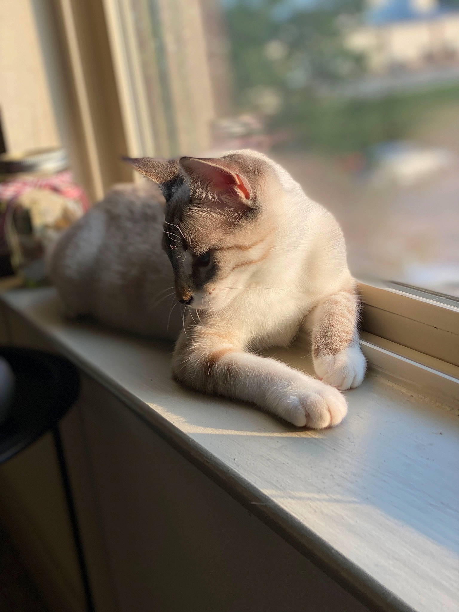 Izzy is registered to the contest to win money with this photo: carnivore, cat, comfort, fawn, felidae, flooring, foot, fur, paw, sitting, small_to_medium_sized_cats, snout, table, tail, terrestrial_animal, whiskers, window, wood