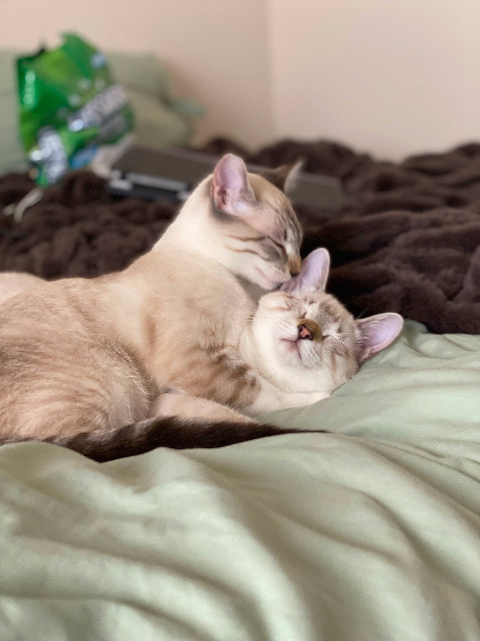 Izzy is registered to the contest to win money with this photo: bedding, carnivore, cat, claw, comfort, domestic_short_haired_cat, fang, fawn, felidae, flesh, fur, linens, nap, natural_material, paw, sleep, small_to_medium_sized_cats, snout, terrestrial_animal, whiskers