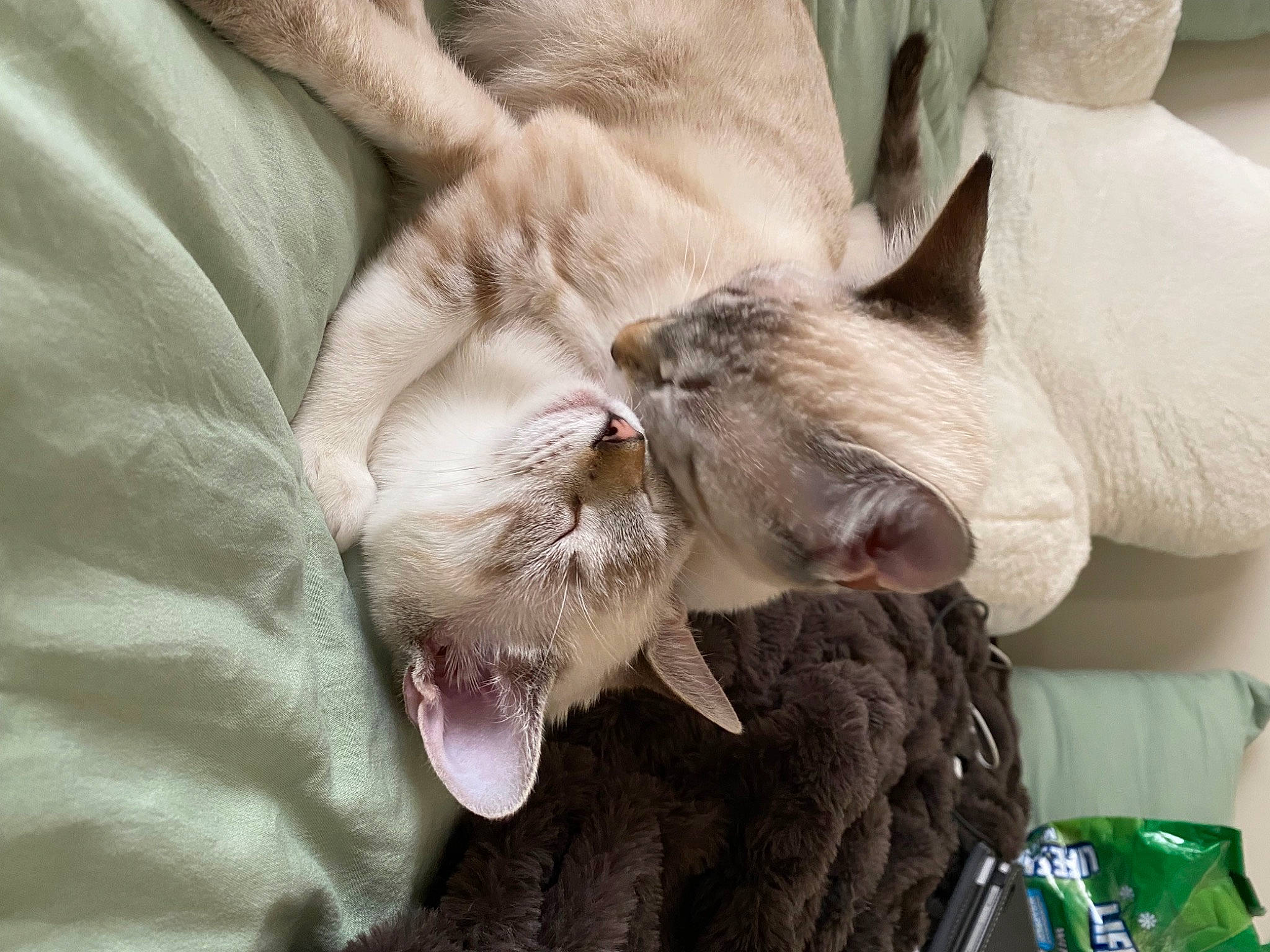 Ivy joined the competition — help win amazing prizes! canidae, carnivore, cat, claw, comfort, domestic_short_haired_cat, fang, fawn, felidae, fur, nap, paw, sleep, small_to_medium_sized_cats, snout, terrestrial_animal, whiskers, yawn