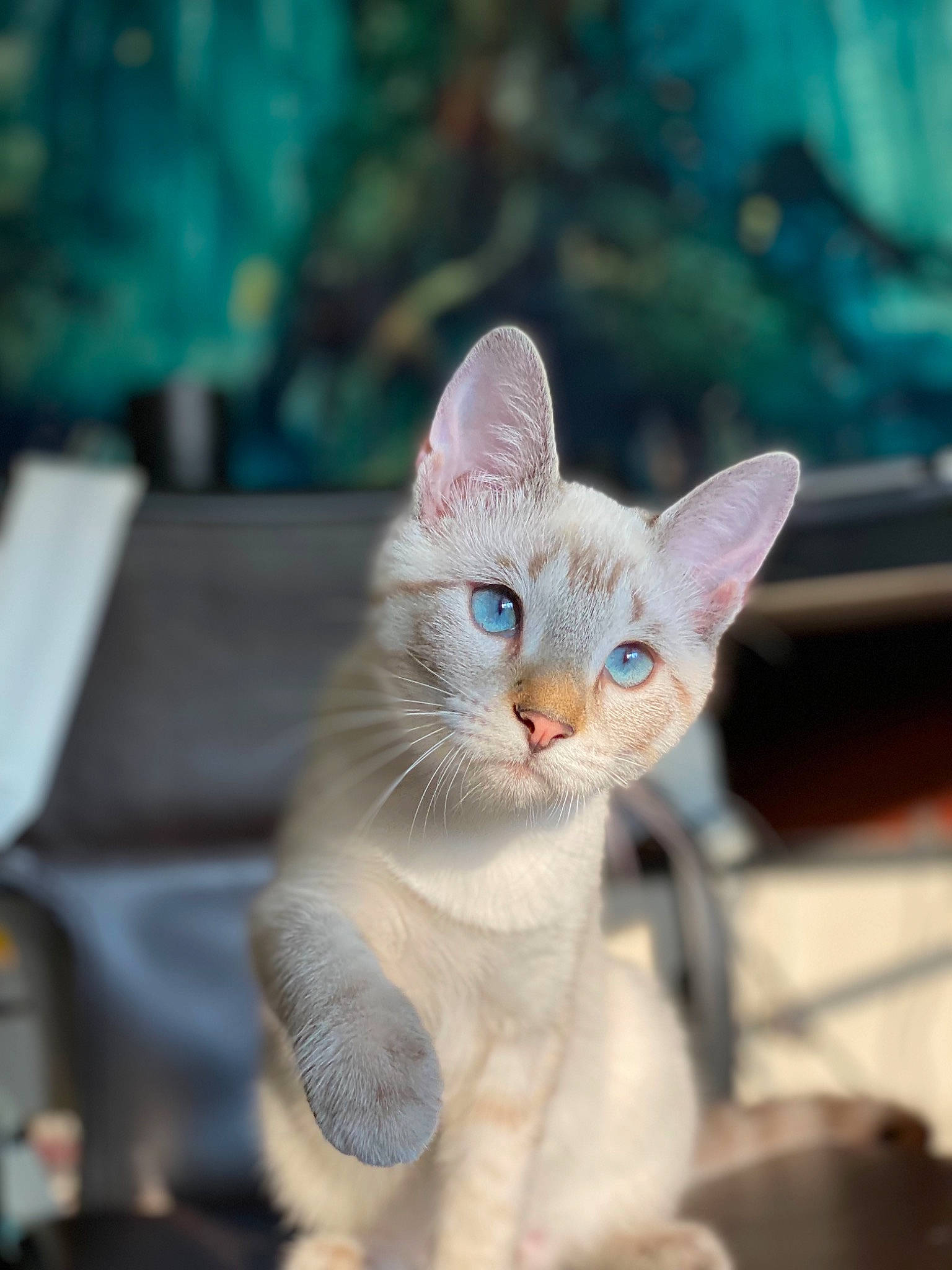 Ivy joined the competition — help win amazing prizes! art, carnivore, cat, claw, collar, domestic_short_haired_cat, fawn, felidae, fur, paw, photo_caption, sitting, small_to_medium_sized_cats, snout, tail, tree, whiskers, wildlife, wood