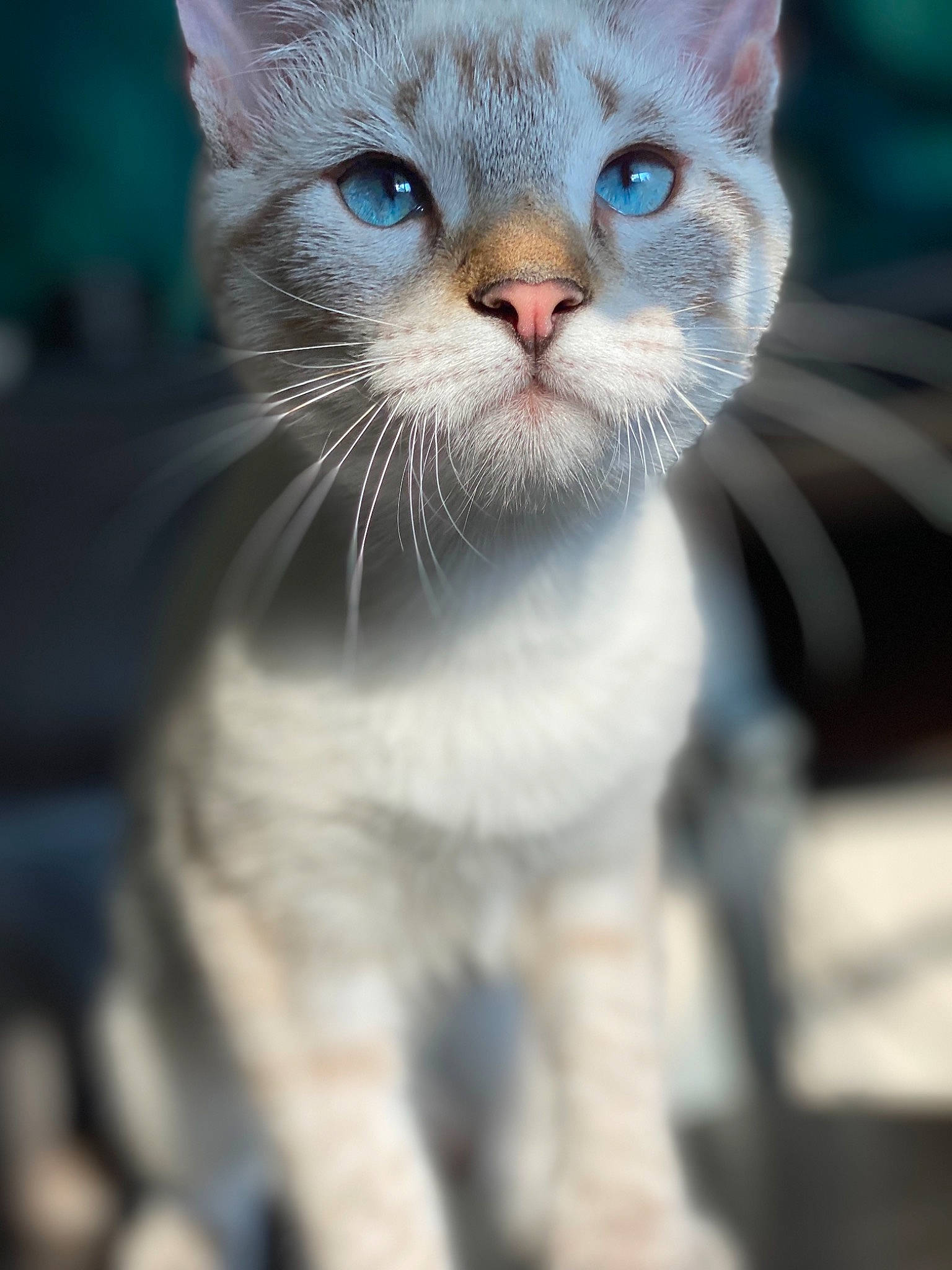 Ivy joined the competition — help win amazing prizes! carnivore, cat, cat_supply, claw, close_up, domestic_short_haired_cat, ear, fawn, felidae, fur, paw, pet_supply, small_to_medium_sized_cats, snout, terrestrial_animal, thai, whiskers, window