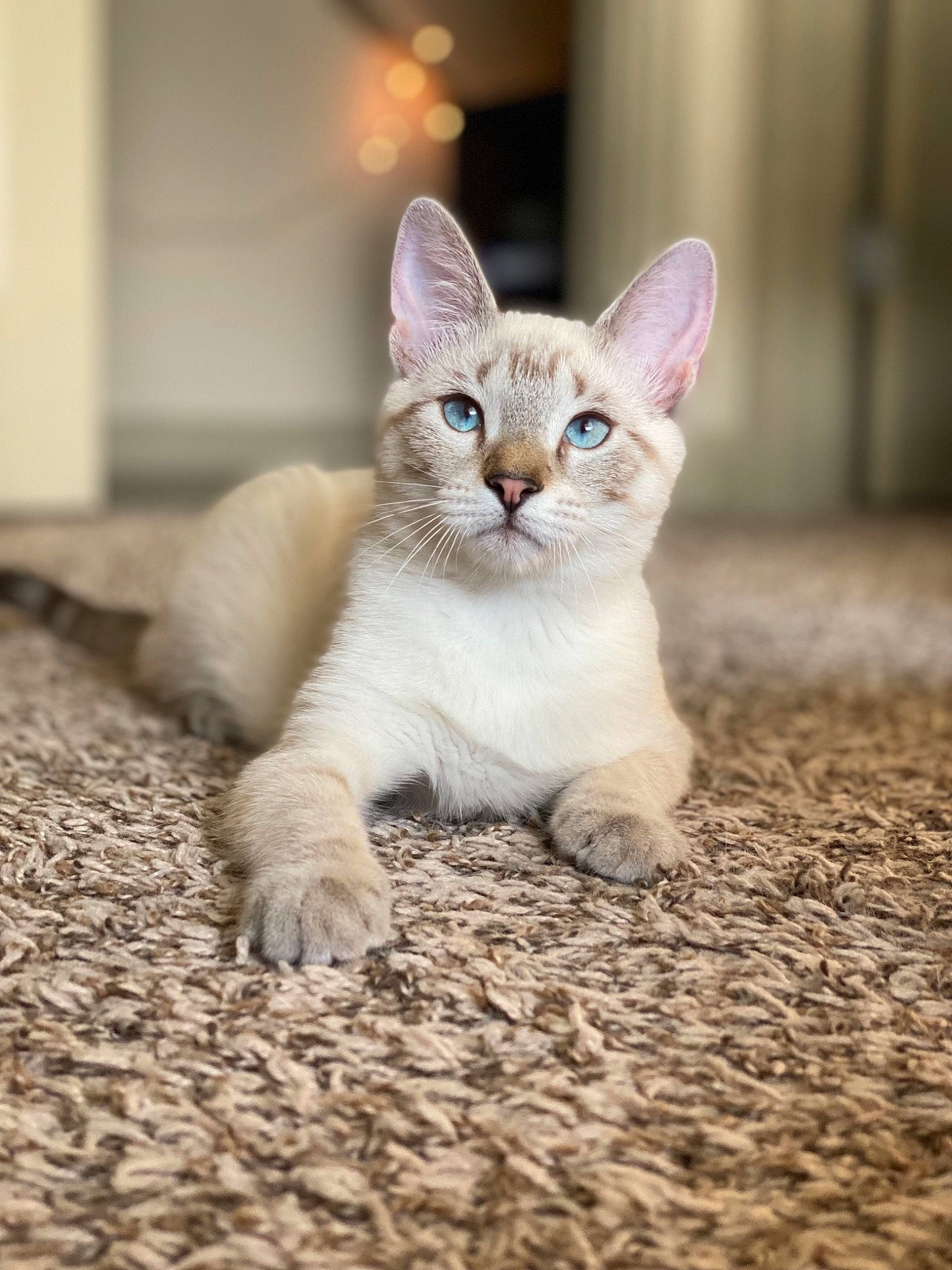 Ivy is registered to the contest to win money with this photo: carnivore, cat, claw, domestic_short_haired_cat, eye, fawn, felidae, flooring, foot, fur, paw, photo_caption, sitting, small_to_medium_sized_cats, snout, tail, terrestrial_animal, whiskers, wildlife, wood