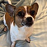 dog, small_dog, pet, bed, blanket, indoor, cute, animal, brown_and_white, ears, fur, looking_up, alert, companion, canine, domestic_animal, cute_pet, resting_place, cozy, waiting