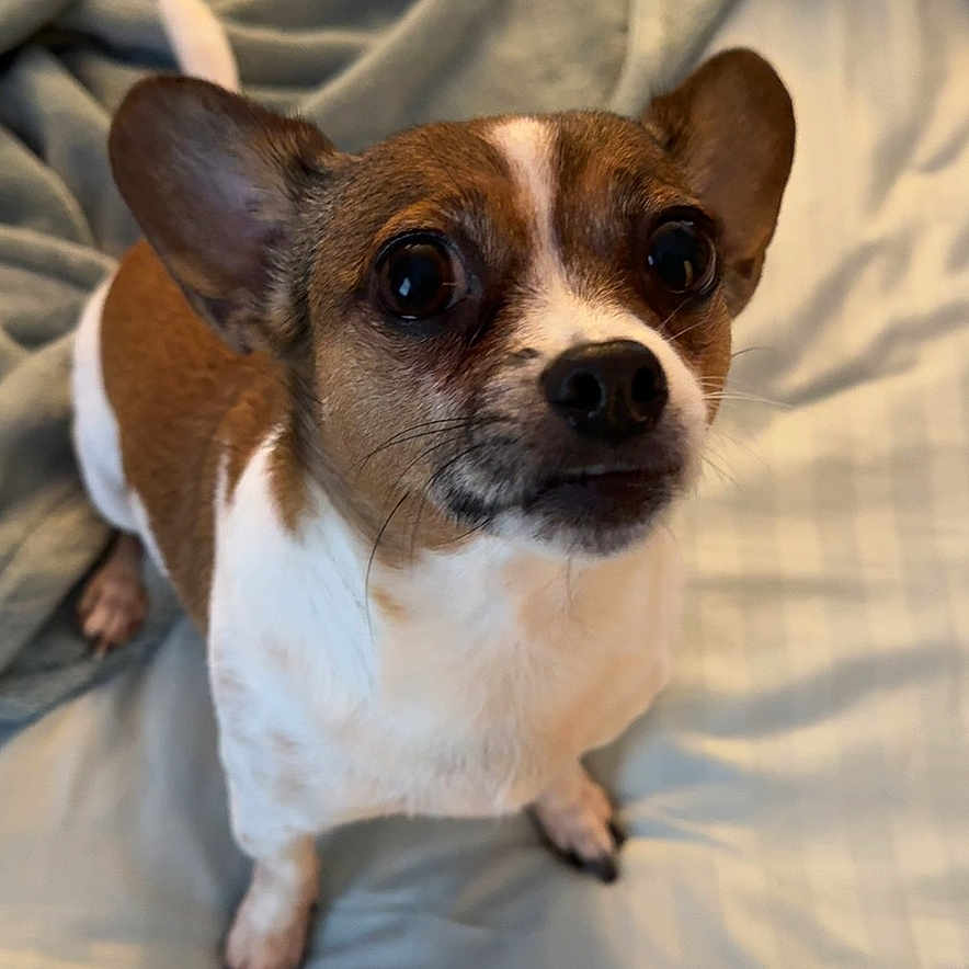 Taki is registered to the contest to win money with this photo: dog, small_dog, pet, bed, blanket, indoor, cute, animal, brown_and_white, ears, fur, looking_up, alert, companion, canine, domestic_animal, cute_pet, resting_place, cozy, waiting