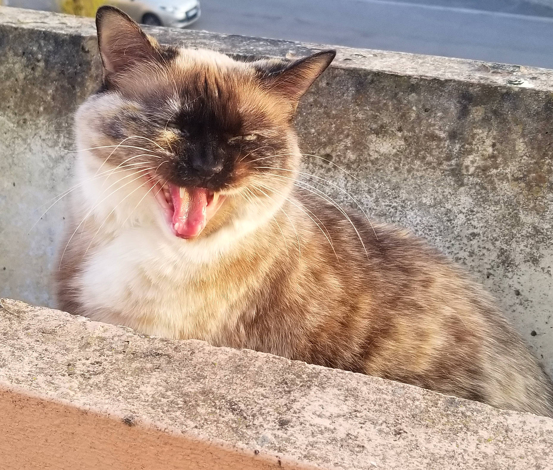 Alaska a rejoint le concours — aidez-le/la à gagner de superbes lots ! carnivore, cat, domestic_short_haired_cat, fawn, felidae, fur, grass, paw, plant, sitting, sky, small_to_medium_sized_cats, snout, tail, terrestrial_animal, tree, whiskers, wildlife, window, wood