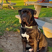 Django a rejoint le concours — aidez-le/la à gagner de superbes lots ! dog, black_dog, sitting, park, grass, picnic_table, daylight, outdoor, pet, animal, canine, collar, leash, bench, dirt, sunlight, nature, calm, alert, white_patch