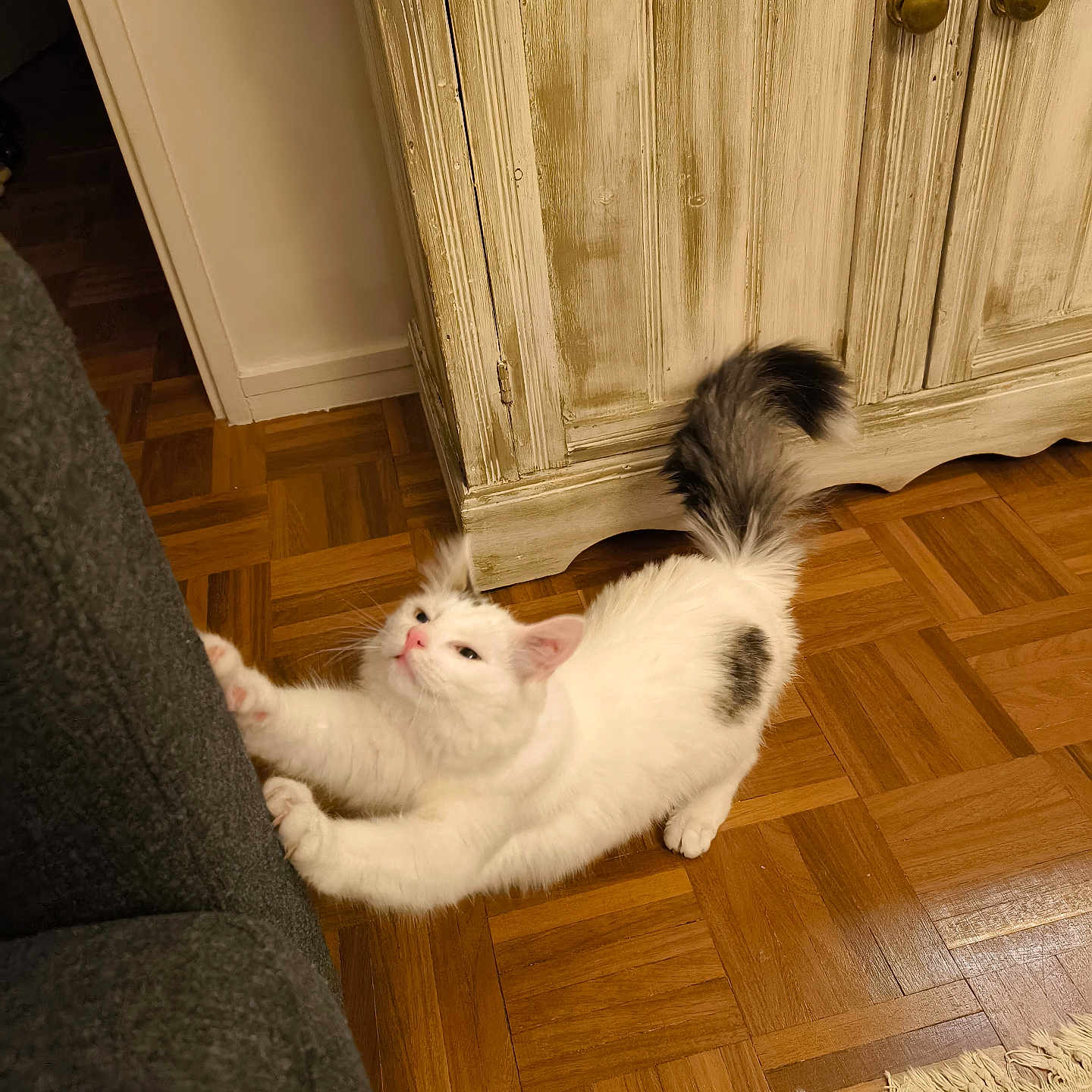 Moon a rejoint le concours — aidez-le/la à gagner de superbes lots ! animal, black_spots, cabinet, cat, claws, couch, cozy, cute, domestic, fur, furniture, home, indoor, parquet_floor, pet, playful, stretching, tail, white_cat, wooden_floor