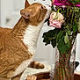 Garfield is registered to the contest to win money with this photo: cat, orange_cat, white_cat, flower, roses, bouquet, vase, indoor, wooden_tray, toothpicks, table, green_leaves, pink_flower, purple_flower, curious_cat, pet, closeup, feline, domestic_animal, houseplant
