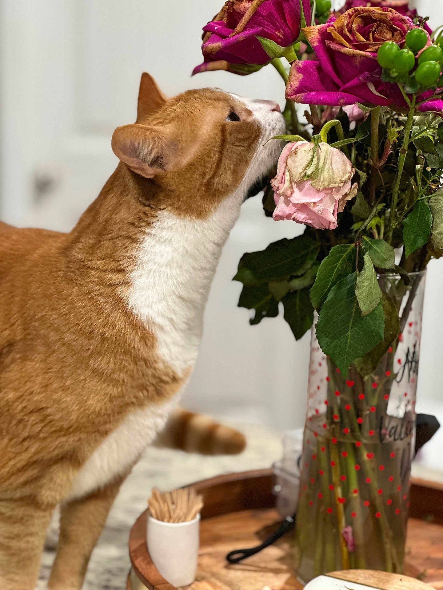 Garfield is registered to the contest to win money with this photo: cat, orange_cat, white_cat, flower, roses, bouquet, vase, indoor, wooden_tray, toothpicks, table, green_leaves, pink_flower, purple_flower, curious_cat, pet, closeup, feline, domestic_animal, houseplant