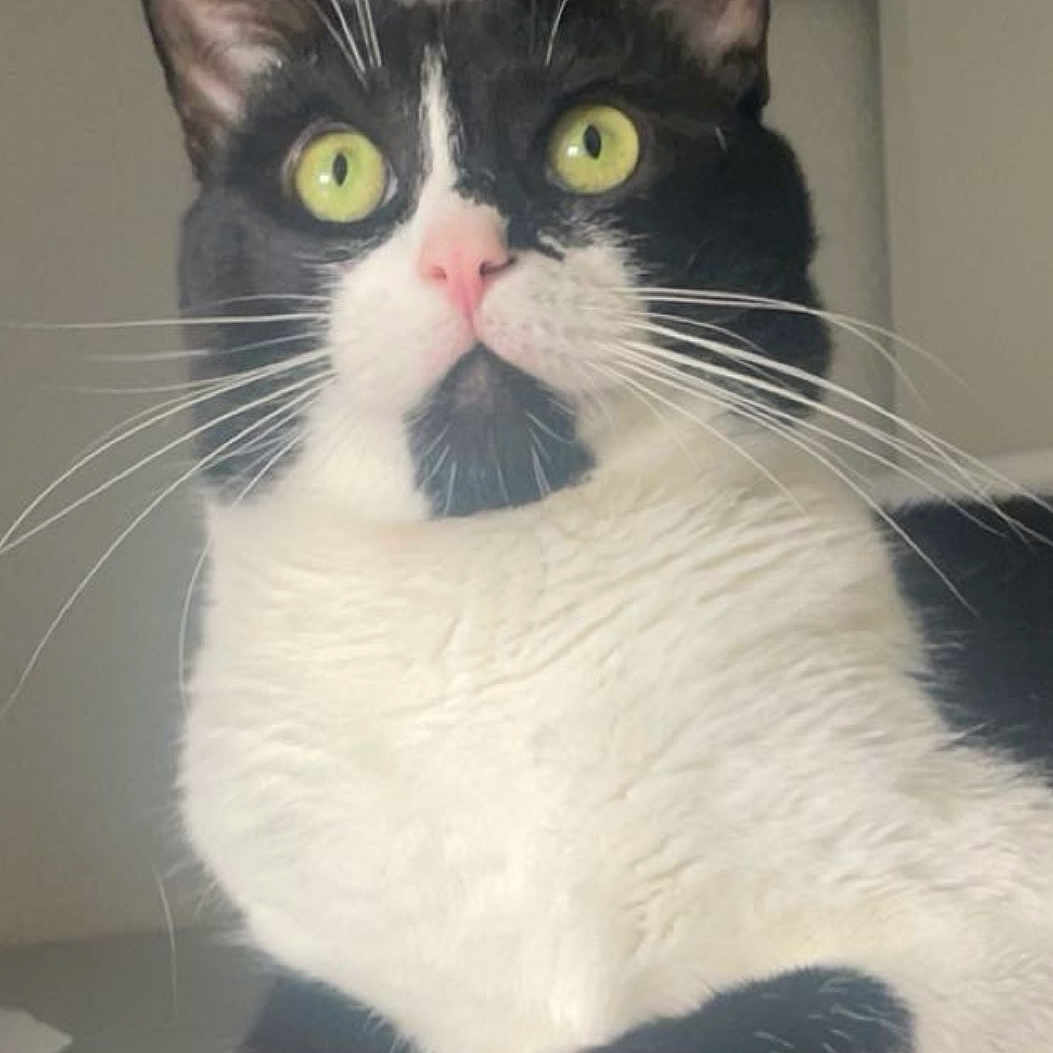Maya a rejoint le concours — aidez-le/la à gagner de superbes lots ! alert, animal, black_and_white, cat, close_up, curious, cute, domestic_cat, feline, fur, green_eyes, indoor, paw, pet, pet_toy, pink_nose, resting, toy, tuxedo_cat, whiskers