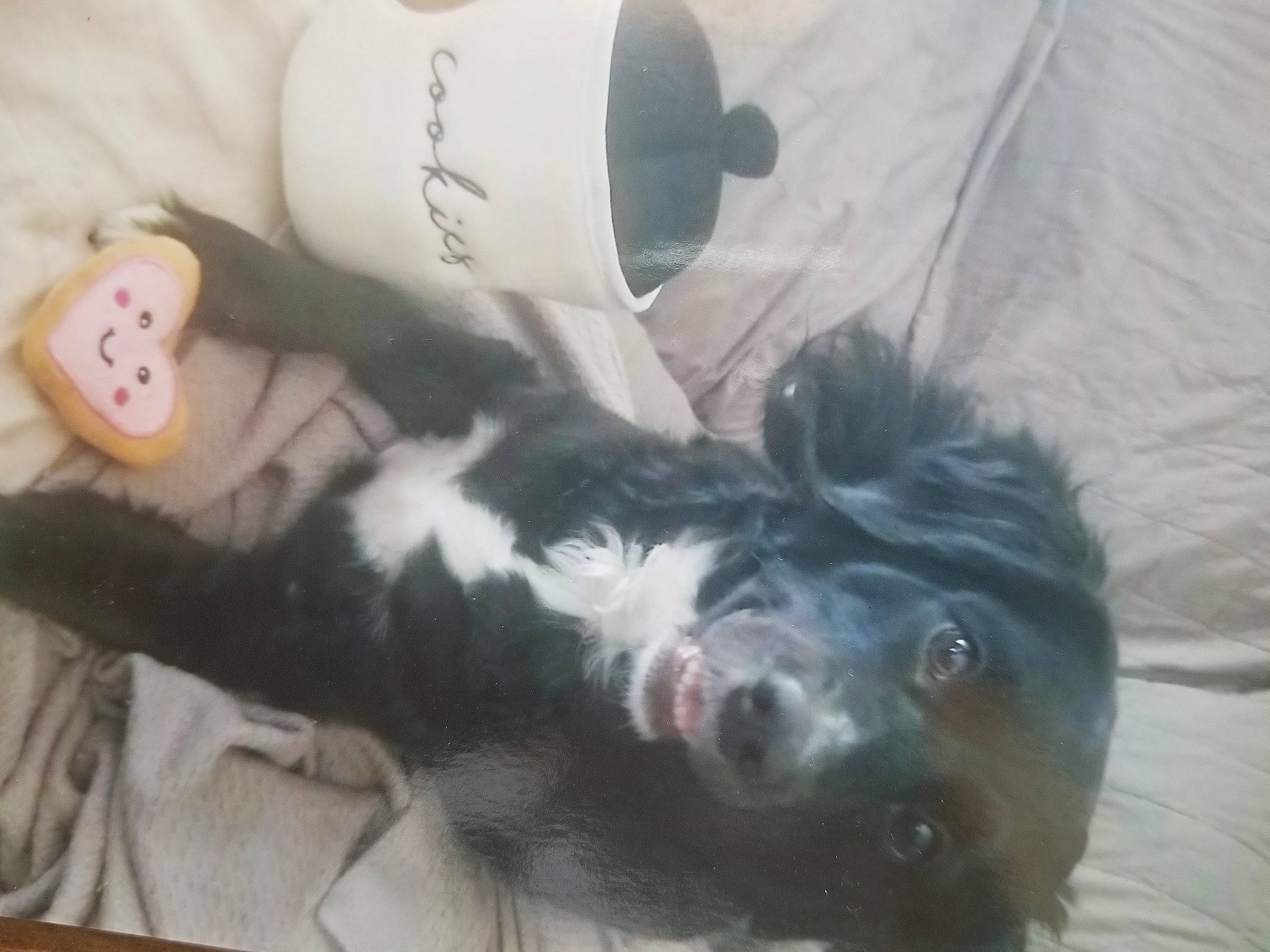 Trixie joined the competition — help win amazing prizes! canidae, carmine, carnivore, comfort, companion_dog, dog, dog_breed, felidae, foot, fur, mammal, paw, spaniel, sporting_group, tail, terrestrial_animal, toy, vertebrate, whiskers, working_animal