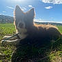 Alvin participe au concours pour gagner de l'argent avec cette photo : animal, clouds, daytime, dog, field, fur, grass, hill, leash, nature, outdoor, park, people, pet, playground, relaxing, shadow, sky, sunlight, tree