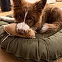animal, brown_fur, cute, dog, domestic_animal, ears_up, floor, furry, green_cushion, indoor, looking_at_camera, pet, pet_bed, plush_toy, puppy, relaxed, soft_toy, toy_mouse, white_fur, wooden_floor